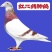 信鸽