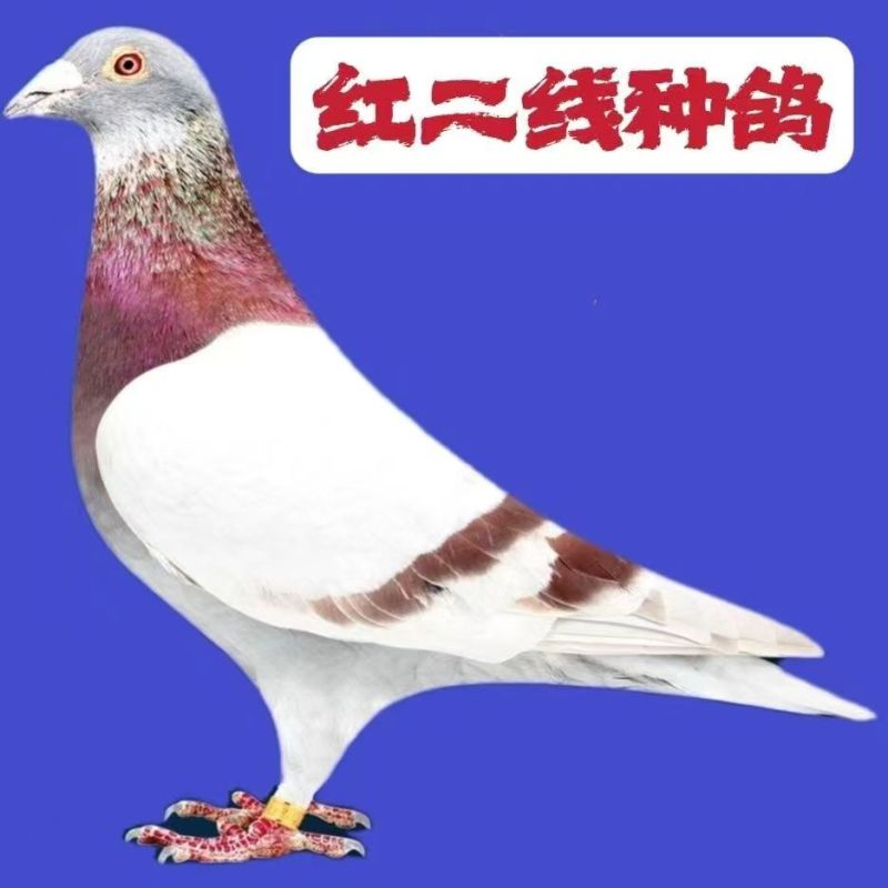 信鸽
