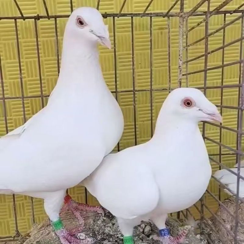 信鸽