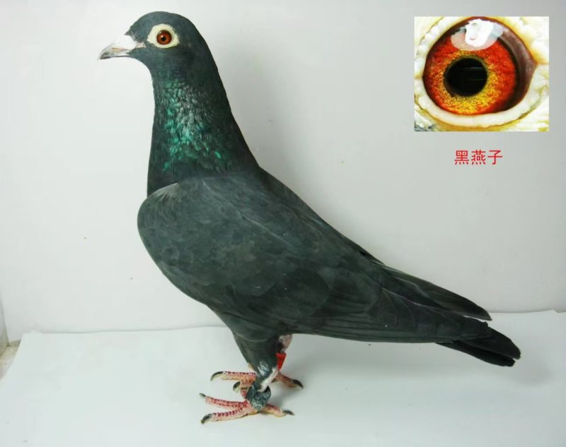 信鸽
