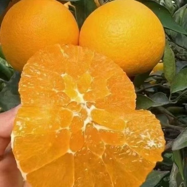 《畅销》九月红脐橙果冻橙量大从优对接全国一条龙可办出口证