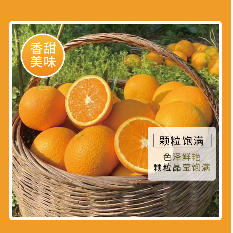 《畅销》九月红脐橙果冻橙量大从优对接全国一条龙可办出口证