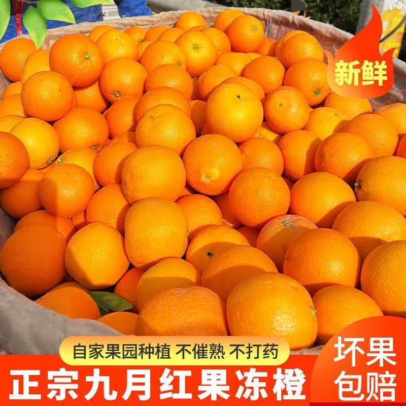 《畅销》九月红脐橙果冻橙量大从优对接全国一条龙可办出口证