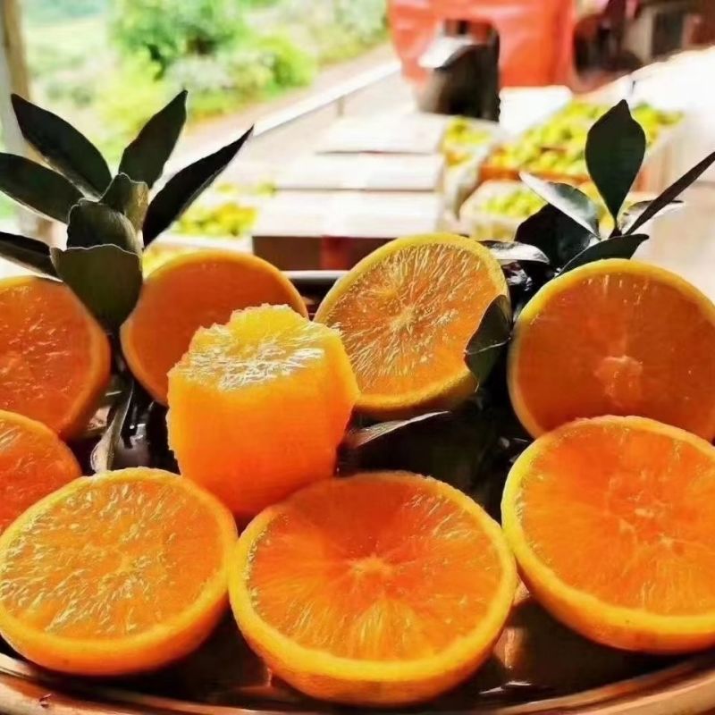 《畅销》九月红脐橙果冻橙量大从优对接全国一条龙可办出口证