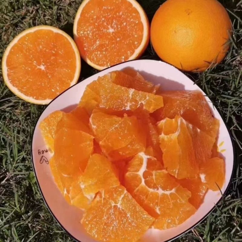 《畅销》九月红脐橙果冻橙量大从优对接全国一条龙可办出口证