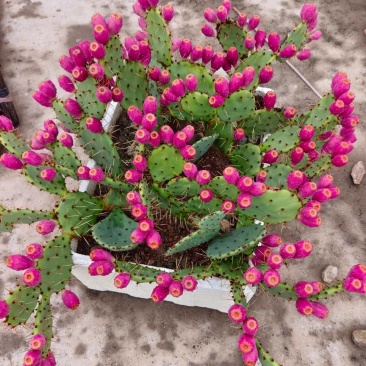 虎头团扇仙人掌种植苗/基地直发/品种齐全/全国代发批发