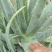 芦荟苗/精品芦荟/产地直发/大量供应/全国一件代发批发