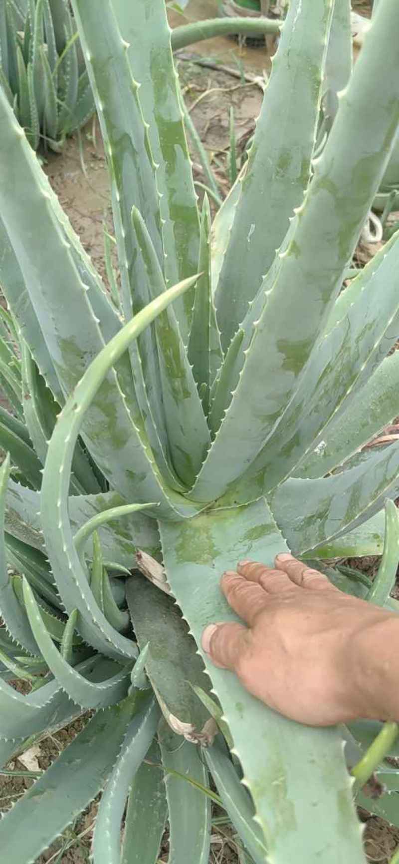 芦荟苗/精品芦荟/产地直发/大量供应/全国一件代发批发