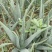 芦荟苗/精品芦荟/产地直发/大量供应/全国一件代发批发