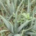 芦荟苗/精品芦荟/产地直发/大量供应/全国一件代发批发