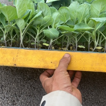 先甘097铁头苗大量现货