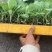 先甘097铁头苗大量现货