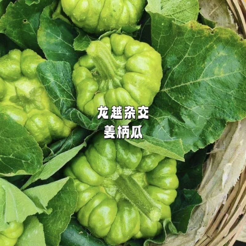 龙越杂交姜柄瓜种子杂交一代早熟脆甜坐果性好