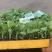 先甘097铁头苗大量现货