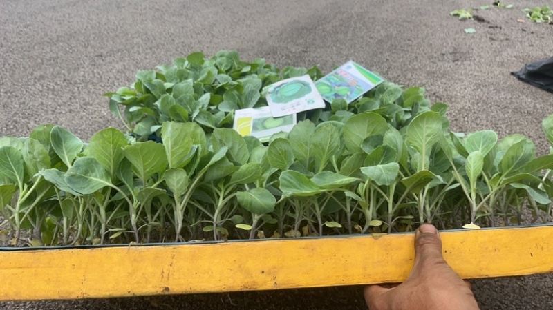 先甘097铁头苗大量现货