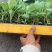 先甘097铁头苗大量现货