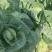 先甘097铁头苗大量现货