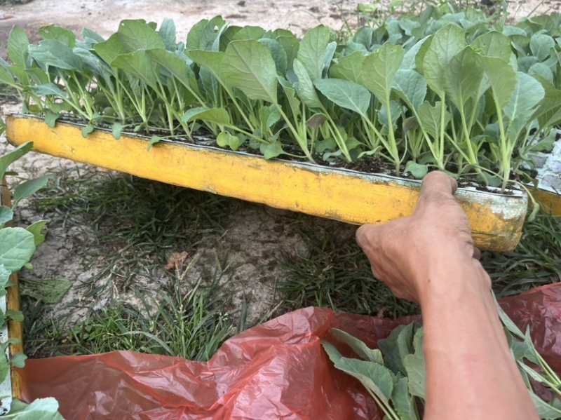 先甘097铁头苗大量现货