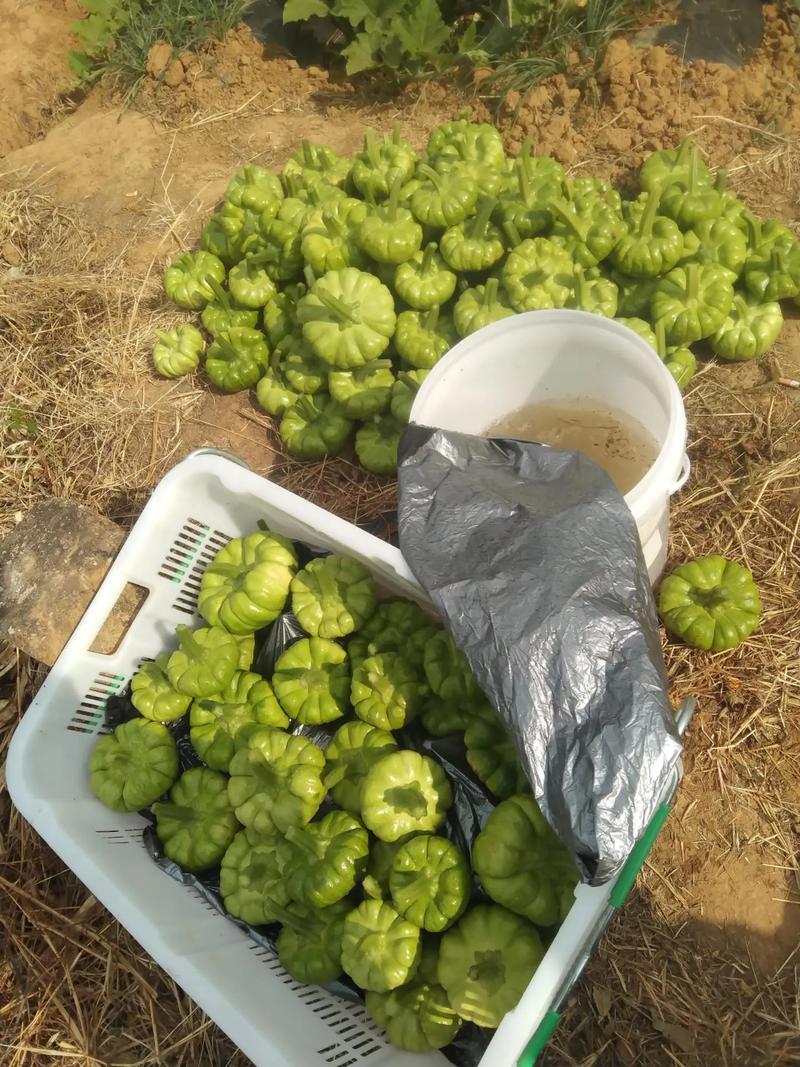 龙樾杂交姜柄瓜种子早熟蔓生姜饼瓜香甜花盘磨盘南瓜籽春秋蔬