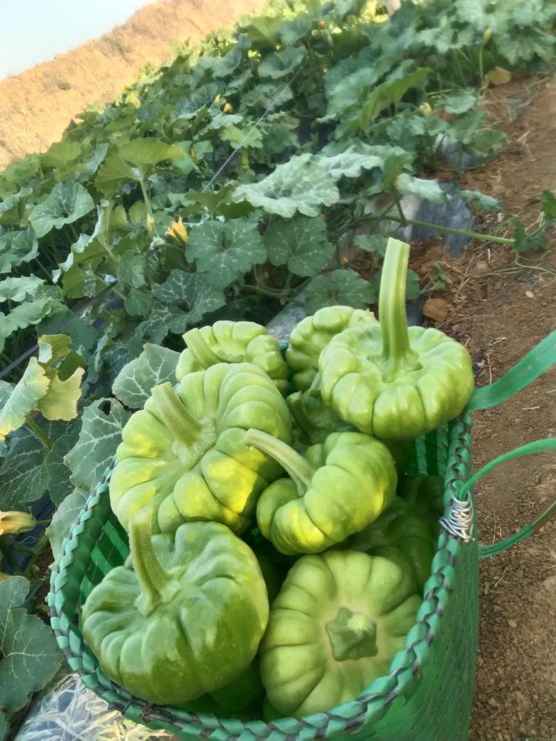 龙樾杂交姜柄瓜种子早熟蔓生姜饼瓜香甜花盘磨盘南瓜籽春秋蔬