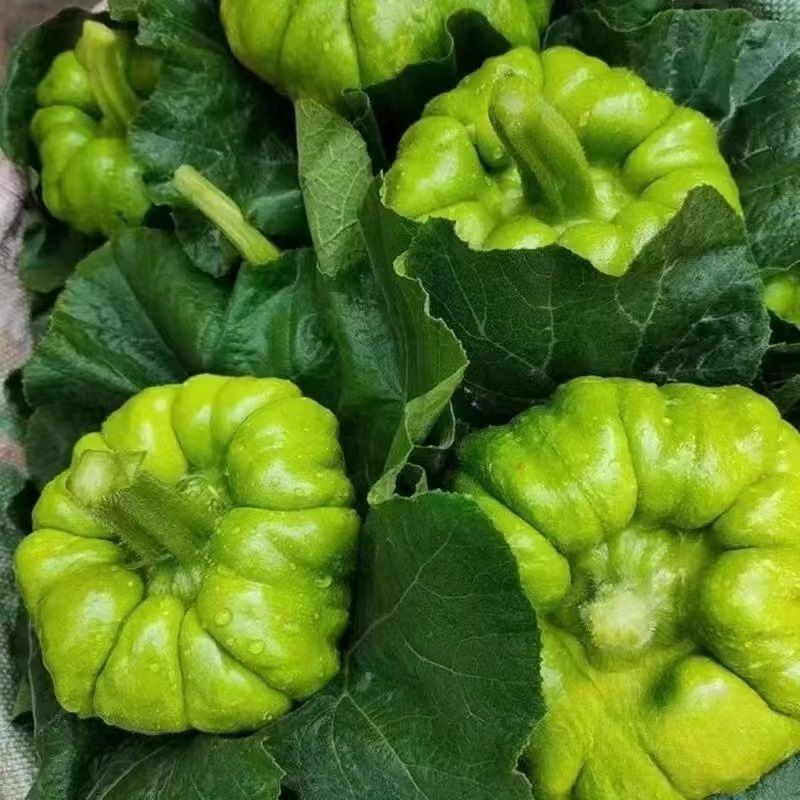 龙樾杂交姜柄瓜种子早熟蔓生姜饼瓜香甜花盘磨盘南瓜籽春秋蔬
