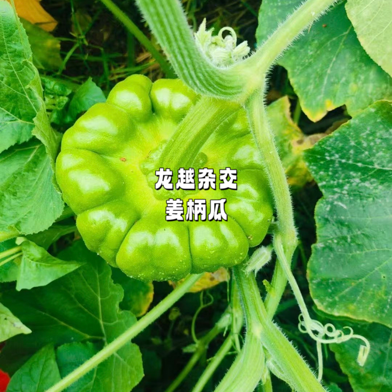 龙樾杂交姜柄瓜种子早熟蔓生姜饼瓜香甜花盘磨盘南瓜籽春秋蔬