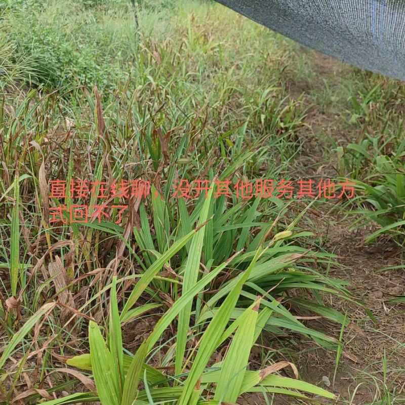 小苗2厘米～3.5厘米的苗