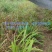 4年苗4-8厘米这批货只块茎苗有1000颗