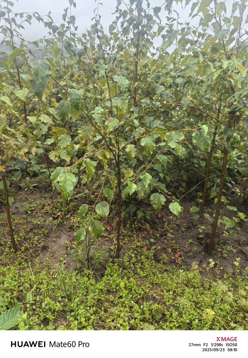 白桦树，白桦苗，白桦树苗