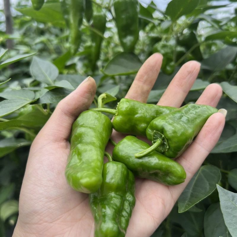 大家族精质余干椒杂交种纯度高极早熟品种皮薄味辣采收期长