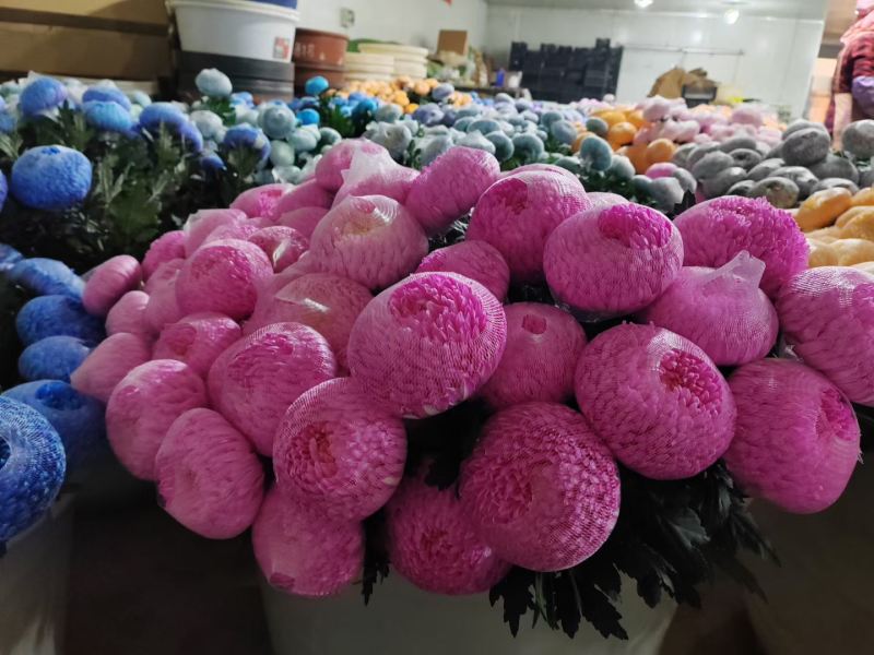 染色牡丹菊切花M级（花头直径）多色，不指定颜色，70支起