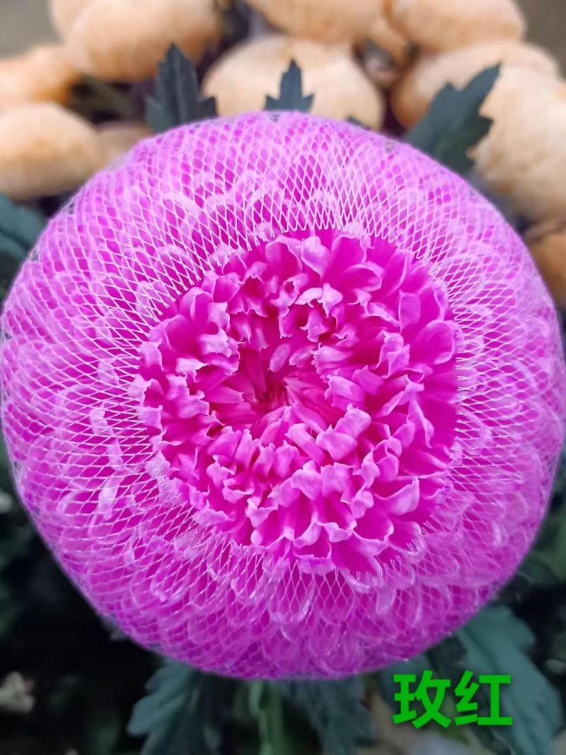 染色牡丹菊切花M级（花头直径）多色，不指定颜色，70支起