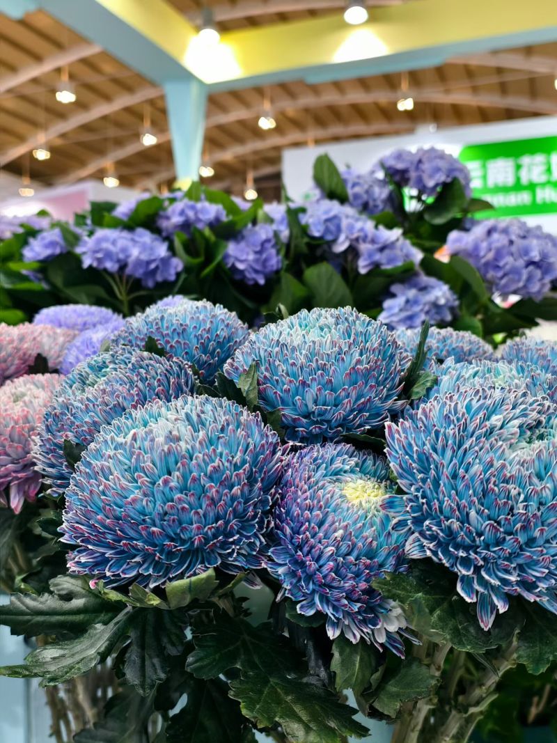 染色牡丹菊切花M级（花头直径）多色，不指定颜色，70支起