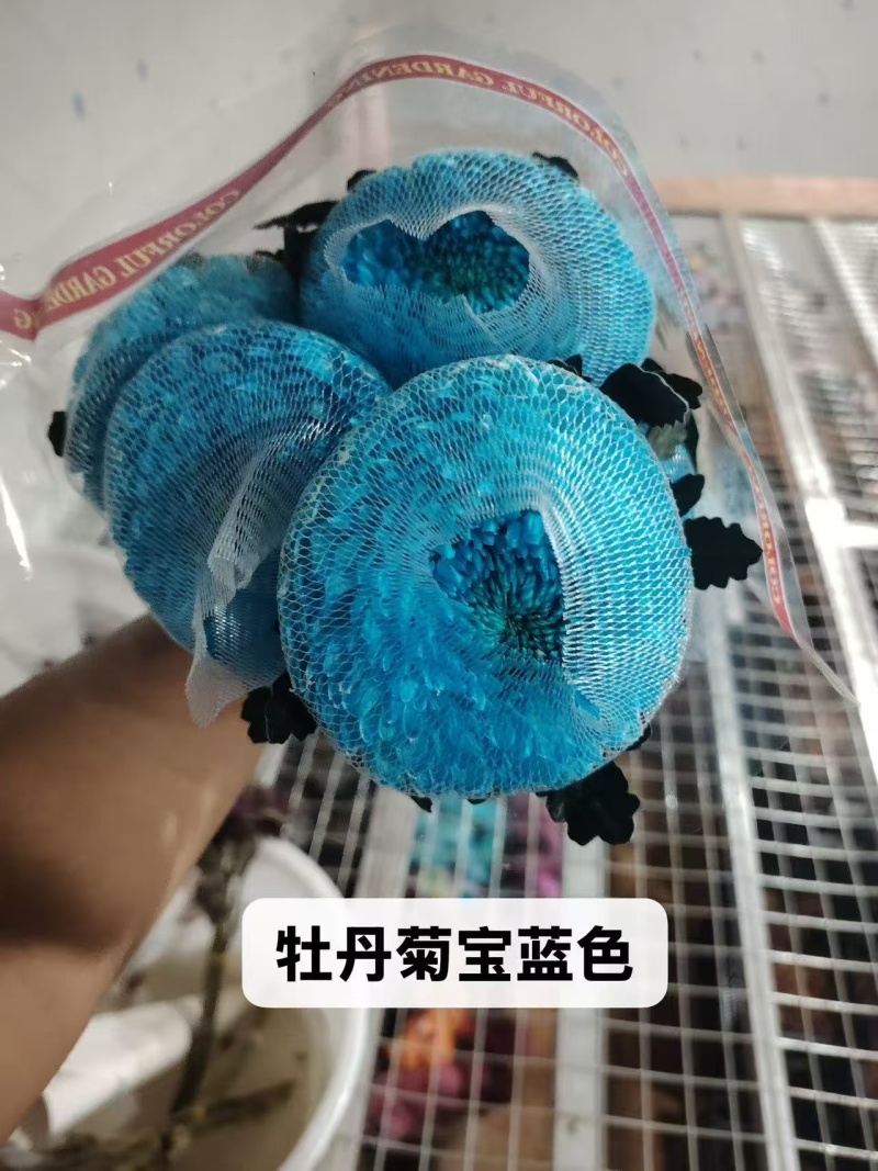 染色牡丹菊切花M级（花头直径）多色，不指定颜色，70支起