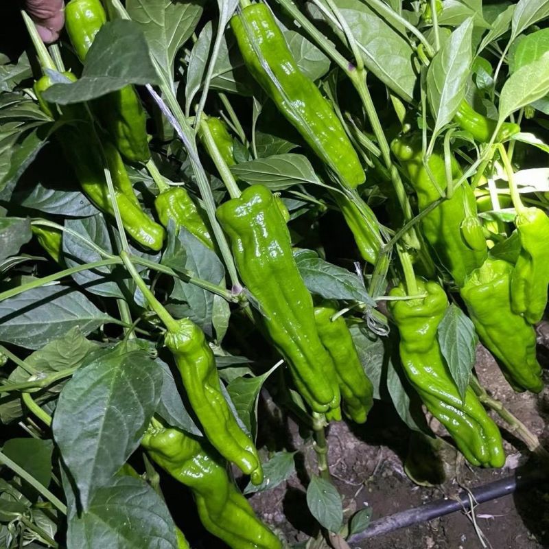大家族脆优薄皮辣椒种子香辣脆嫩口感好泡椒种籽大田基地春秋