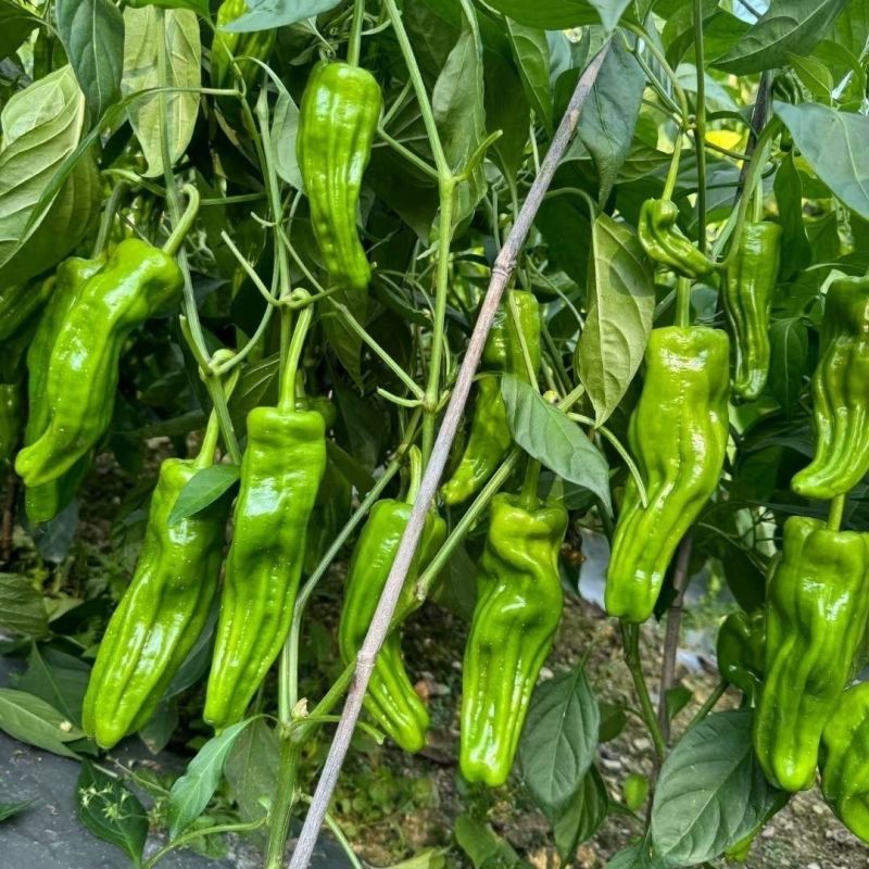 大家族脆优薄皮辣椒种子香辣脆嫩口感好泡椒种籽大田基地春秋