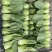 绿贝青梗菜种子耐热耐寒上海青菜小油菜春夏秋蔬菜种子