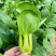绿贝青梗菜种子耐热耐寒上海青菜小油菜春夏秋蔬菜种子