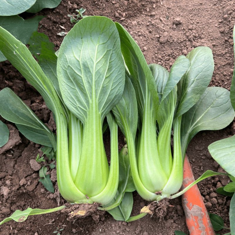 绿贝青梗菜种子耐热耐寒上海青菜小油菜春夏秋蔬菜种子
