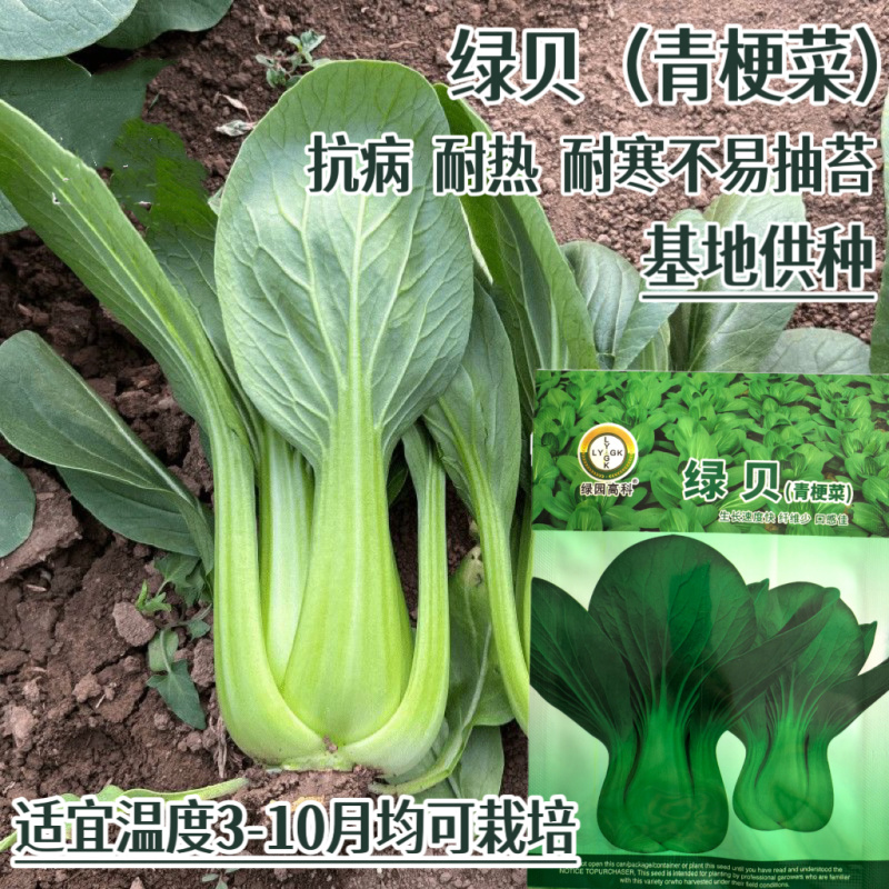 绿贝青梗菜种子耐热耐寒上海青菜小油菜春夏秋蔬菜种子