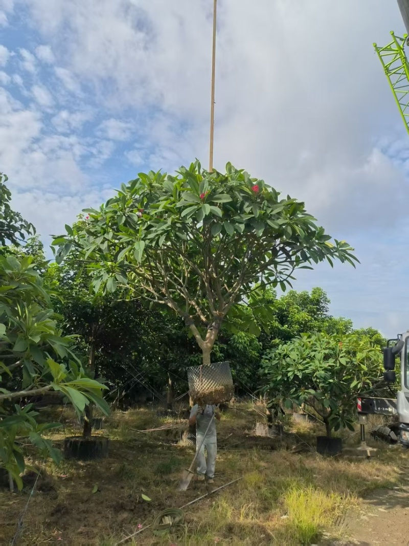 鸡蛋花15-20公分