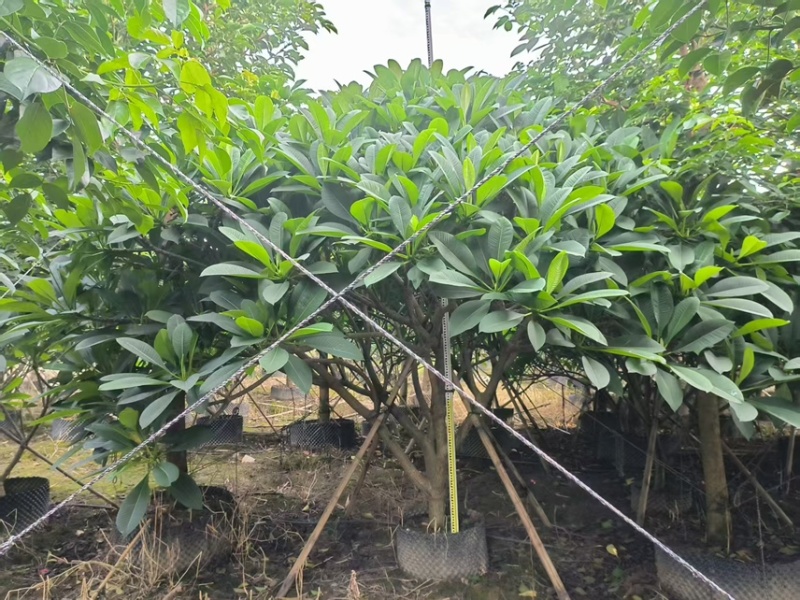 鸡蛋花15-20公分