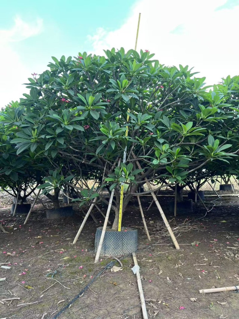 鸡蛋花15-20公分