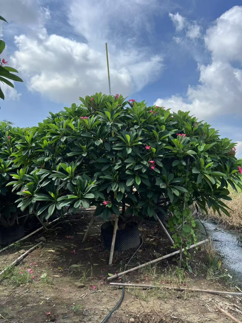 鸡蛋花15-20公分