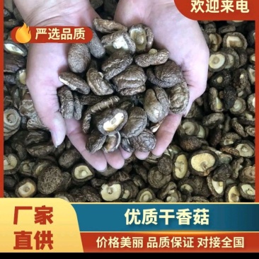 2025年优质干香菇，柄短，肉厚，朵形规整，干度好