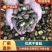 2025年优质干香菇，柄短，肉厚，朵形规整，干度好