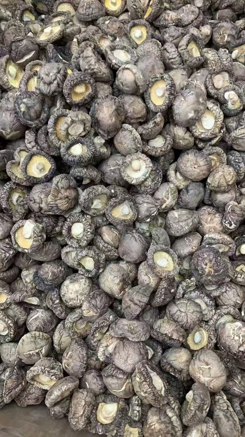 2025年优质干香菇，柄短，肉厚，朵形规整，干度好