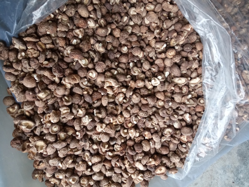 2025年优质干香菇，柄短，肉厚，朵形规整，干度好