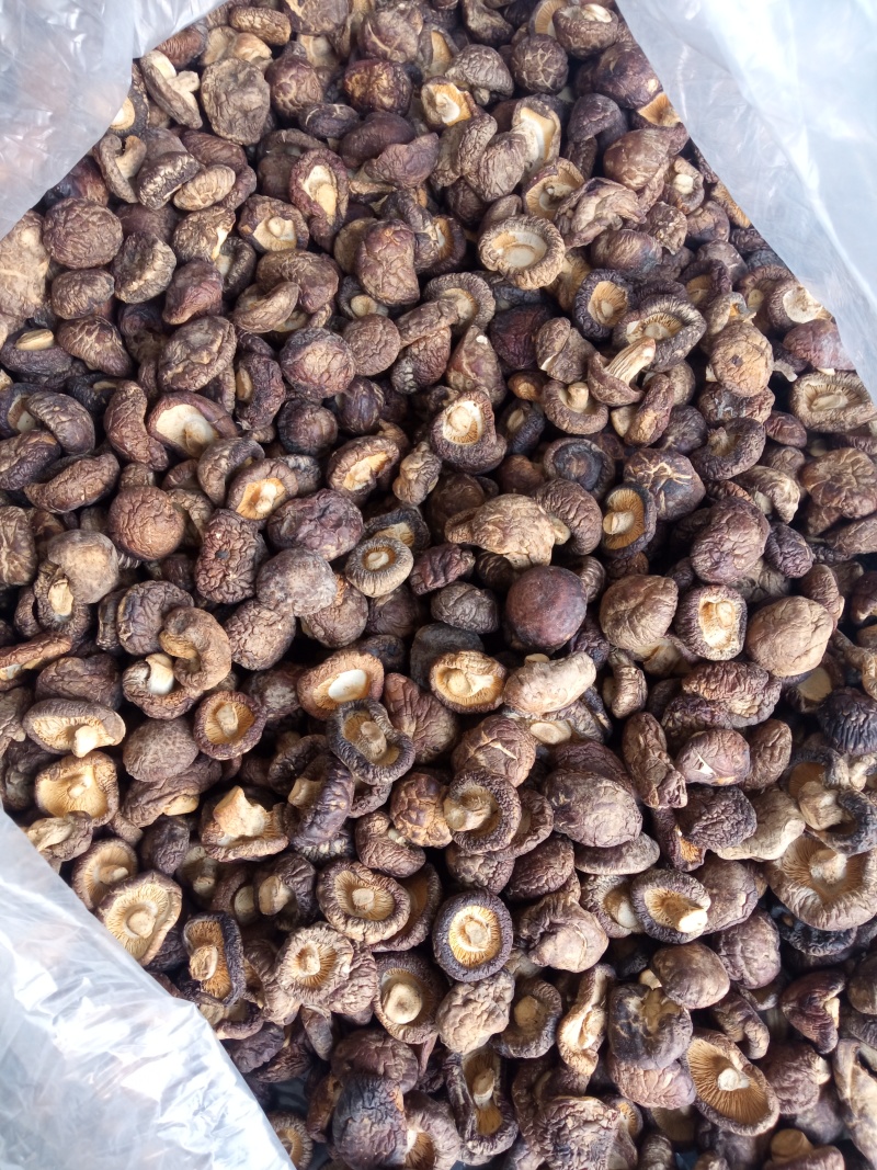 2025年优质干香菇，柄短，肉厚，朵形规整，干度好