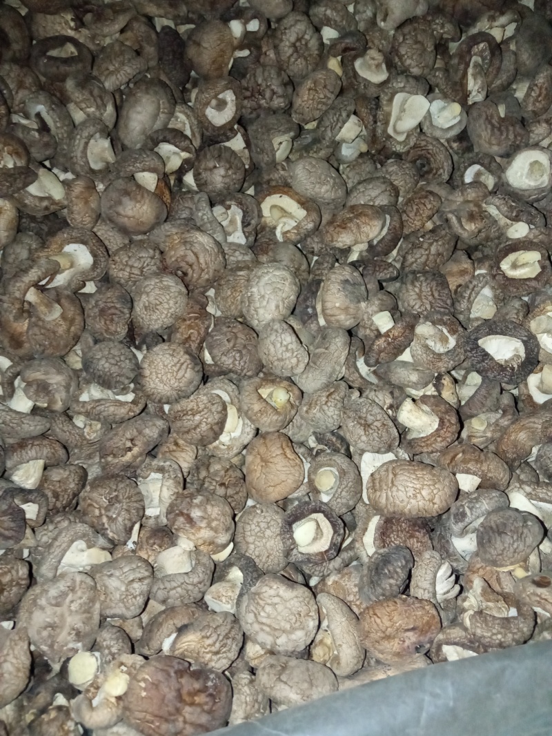 2025年优质干香菇，柄短，肉厚，朵形规整，干度好